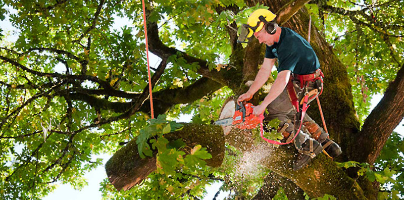 tree-trimming