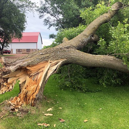 What-are-Emergency-Tree-Services-and-When-Do-You-Need-Them-_-Emergency-Tree-Services-in-Fort-Worth-TX