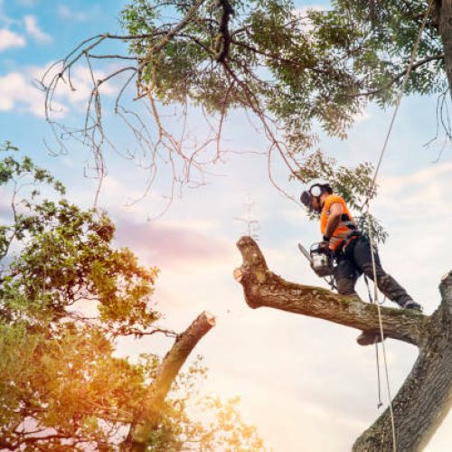 Arborist climbing up the tree and cutting branches off with small petrol chainsaw